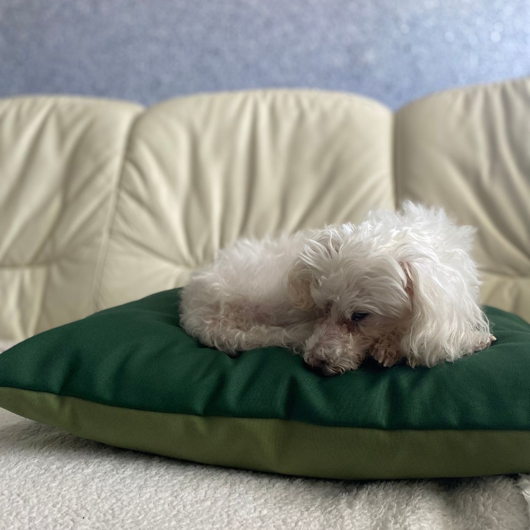 Kétoldalas design párna - kutyafekhely - pisztácia/fűzöld